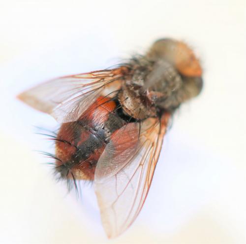 Gonia vacua